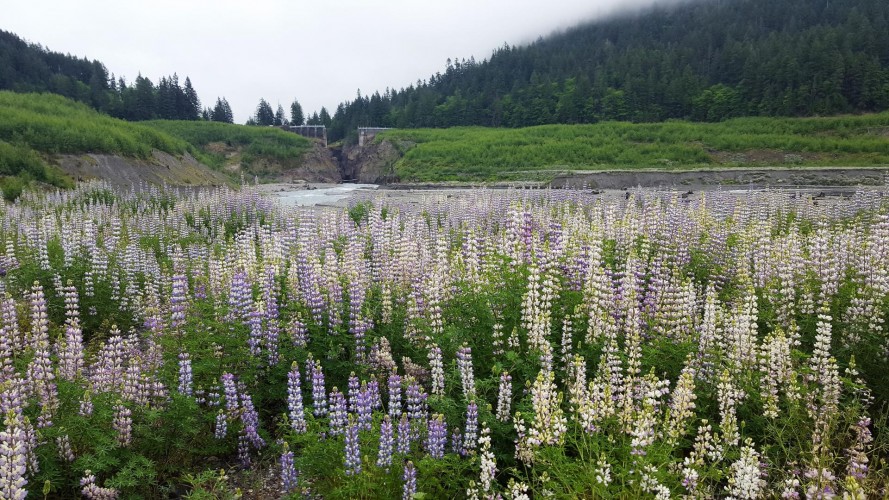 A field of yellow and purple lupines in the old lakebed in the foreground with the remains of the dam in the background