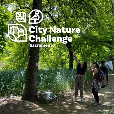 The City Nature Challenge Sacramento overlaid on a photo of people looking at trees.