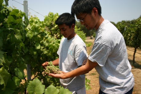 Two young students examining plants in a field