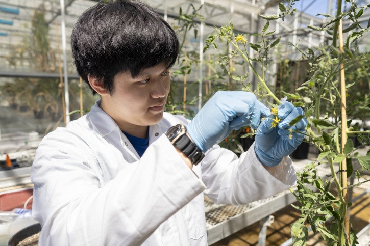 Brian works with tomato plants in a greenhouse.