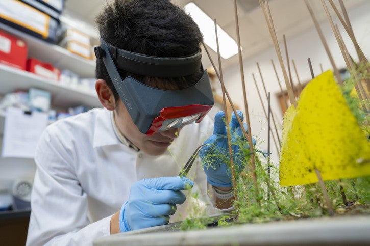 Taiyo uses tweezers to work with plant material.