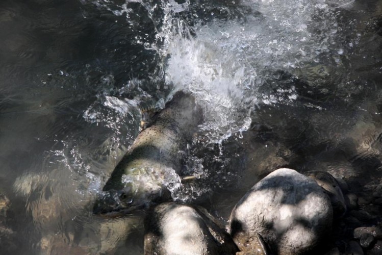 A large fish splashes in the Elwha river in the shade and among rocks 
