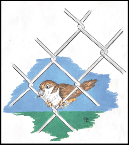 Illustration of a bird resting on a chainlink fence.