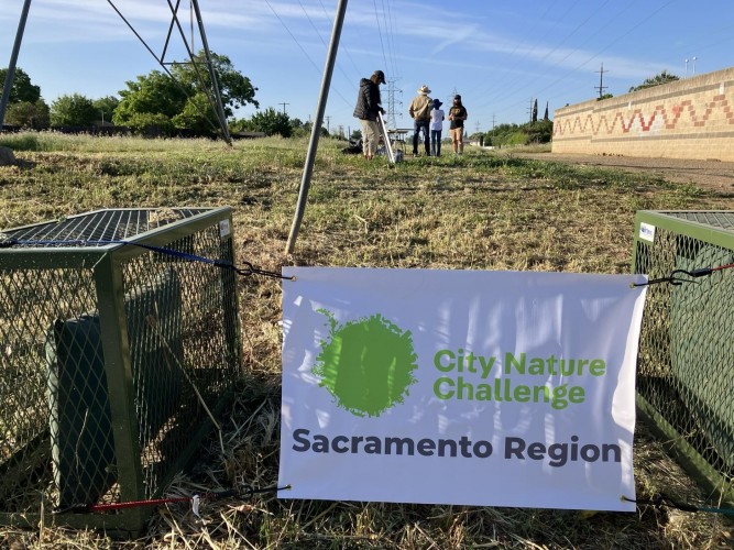 Setting up for the bioblitz at Oki Park in Sacramento