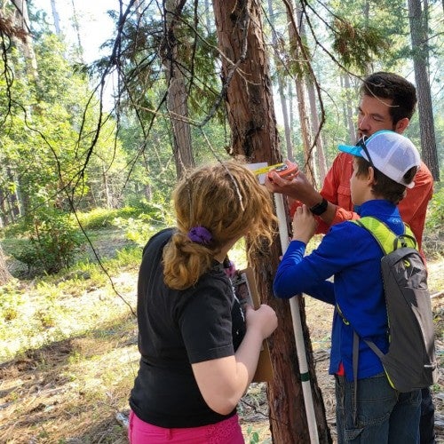 Two students measure a pine tree using tools, while an adult researcher watches them