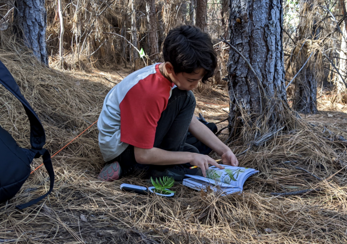 A young boy kneels beside a plant and reads from a plant identification book.