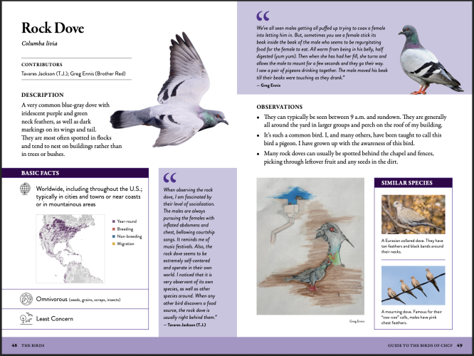 Screenshot of the Rock Doves guidebook section.