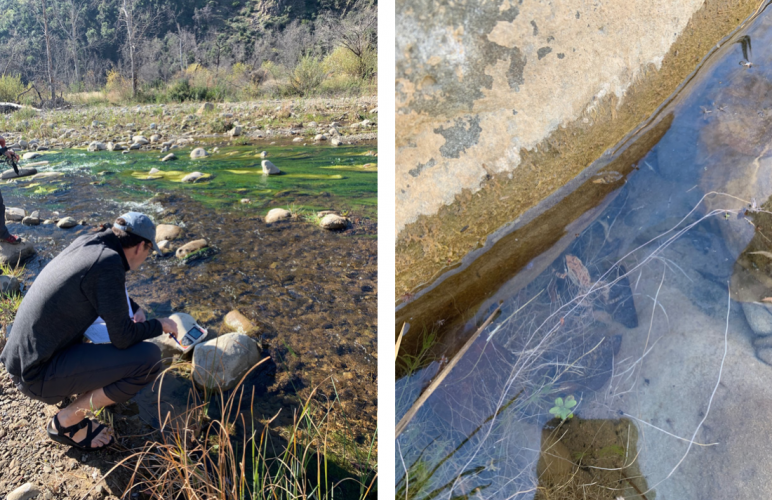 left: person using electronic probe in creek; right: small frog underwater