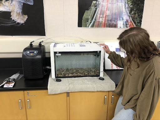 A student rests a hand on and looks down at a fish tank in a classroom setting.