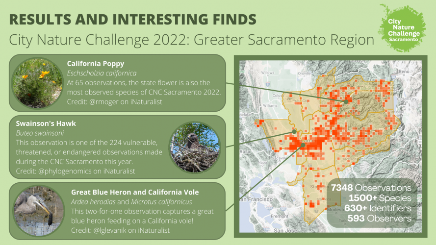 Infographic showing highlights of the City Nature Challenge 2022: Greater Sacramento Region